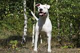 DOGUE ARGENTIN 051